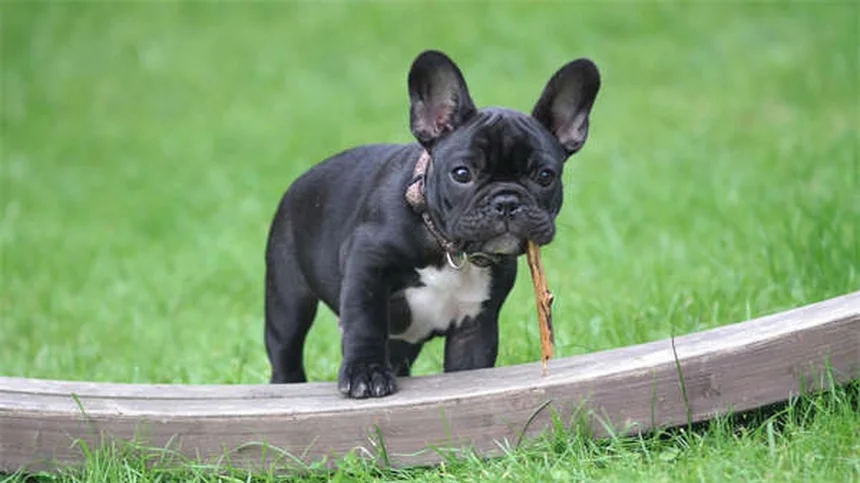 8 conseils pour exercer son chien en été sans danger