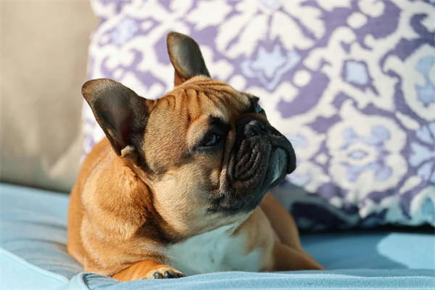 8 conseils pour exercer son chien en été sans danger