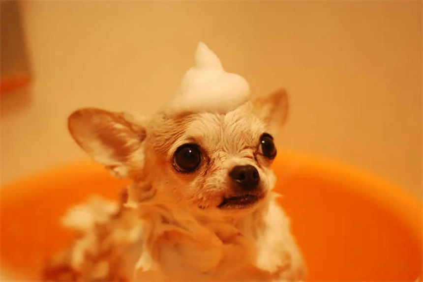 Comment ramasser les crottes de chien efficacement : 5 astuces indispensables