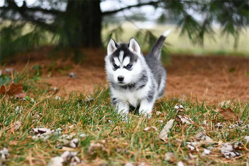 Comment ramasser les crottes de chien efficacement : 5 astuces indispensables