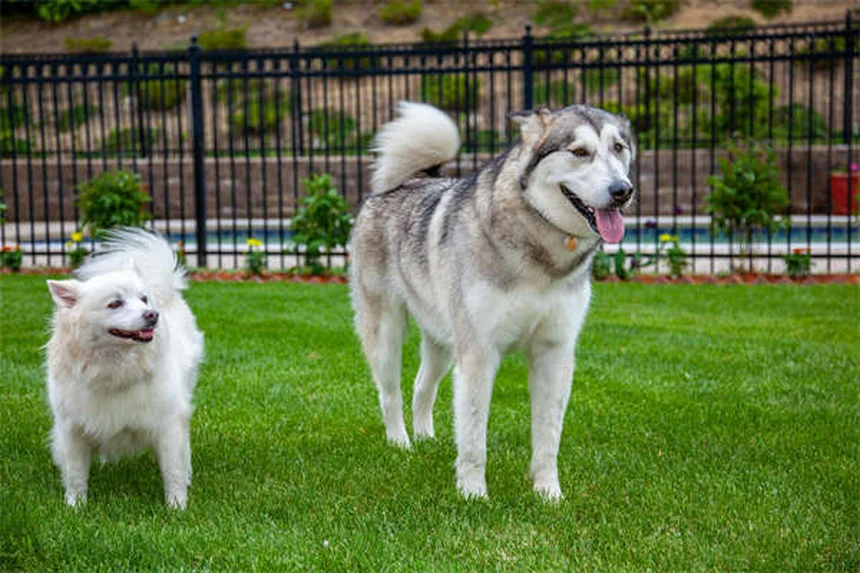 Comment bien s'occuper d'un chien de taille moyenne : le guide complet