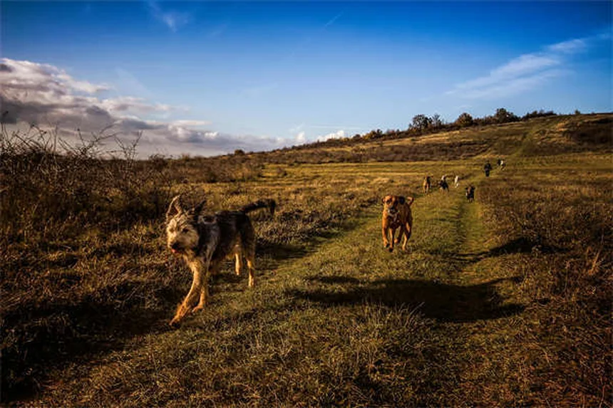 Comment bien s'occuper d'un chien de taille moyenne : le guide complet