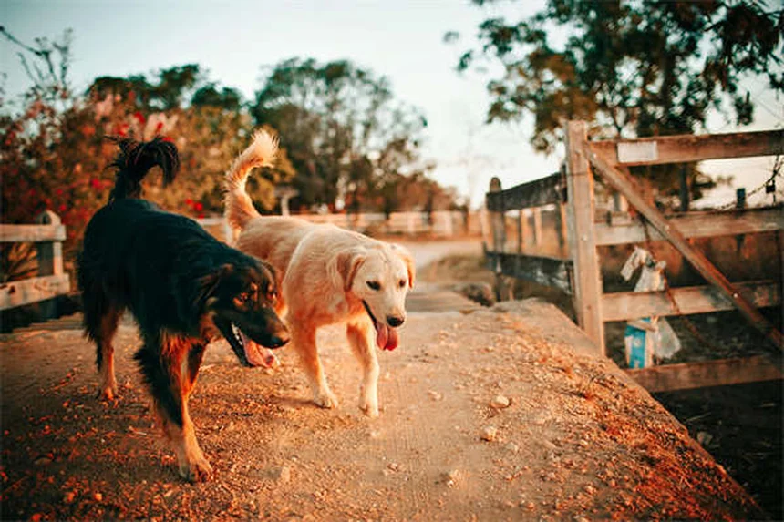 Signes qu'un chien diabétique est en train de mourir : les symptômes à connaître