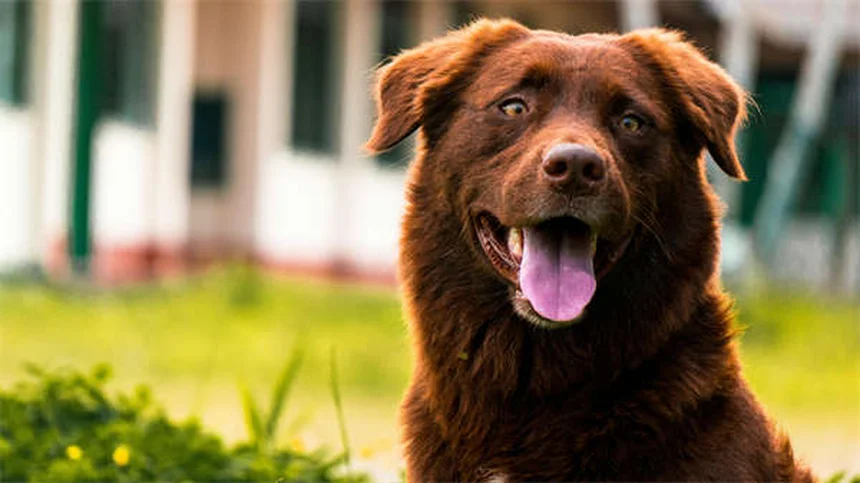 Signes qu'un chien diabétique est en train de mourir : les symptômes à connaître