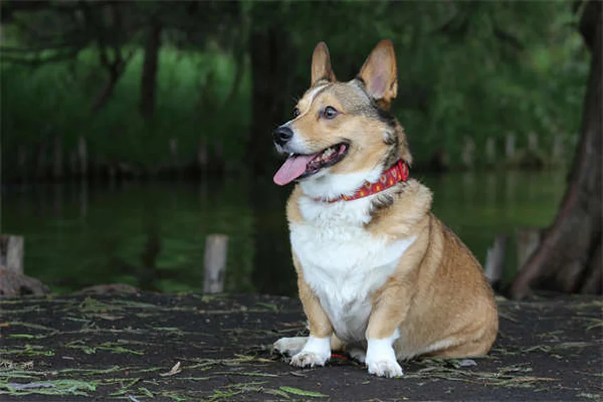 Réflexologie canine : 5 bienfaits prouvés pour votre chien