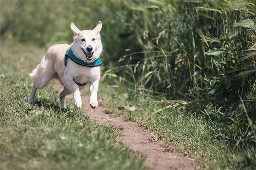 Réflexologie canine : 5 bienfaits prouvés pour votre chien