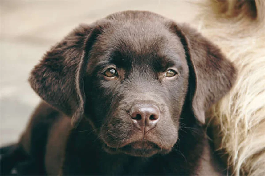 Réflexologie canine : 5 bienfaits prouvés pour votre chien