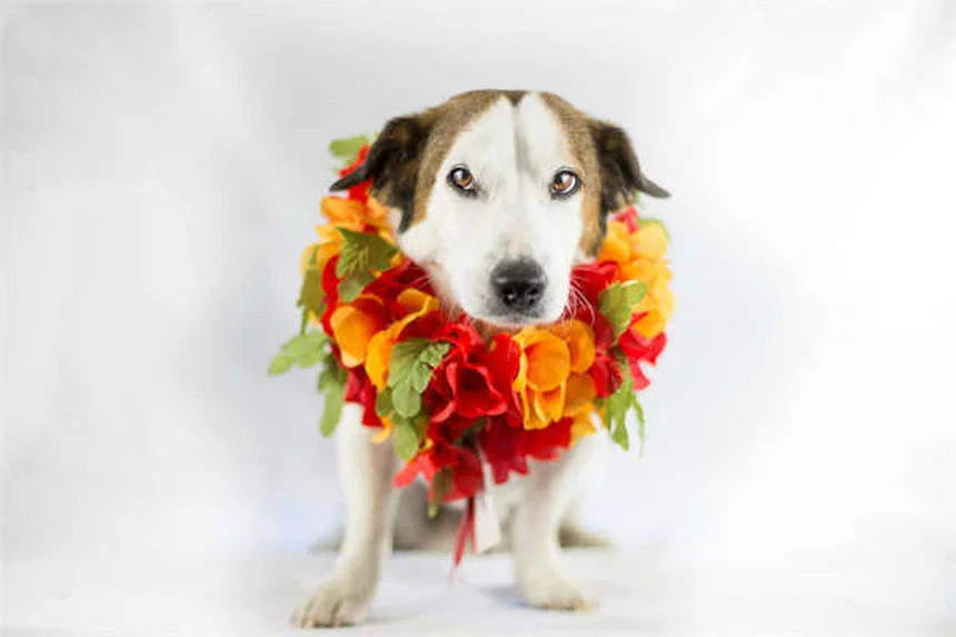 Réflexologie canine : 5 bienfaits prouvés pour votre chien