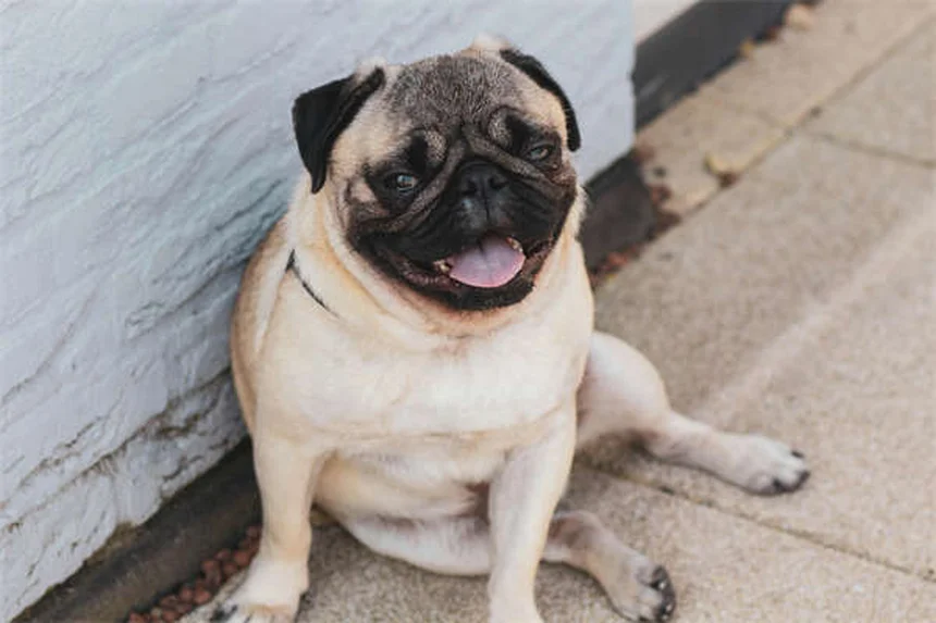 Animaux de compagnie des présidents américains : 5 faits insolites