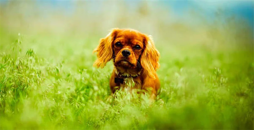 Protéger son chien du sel de déneigement : 5 solutions efficaces