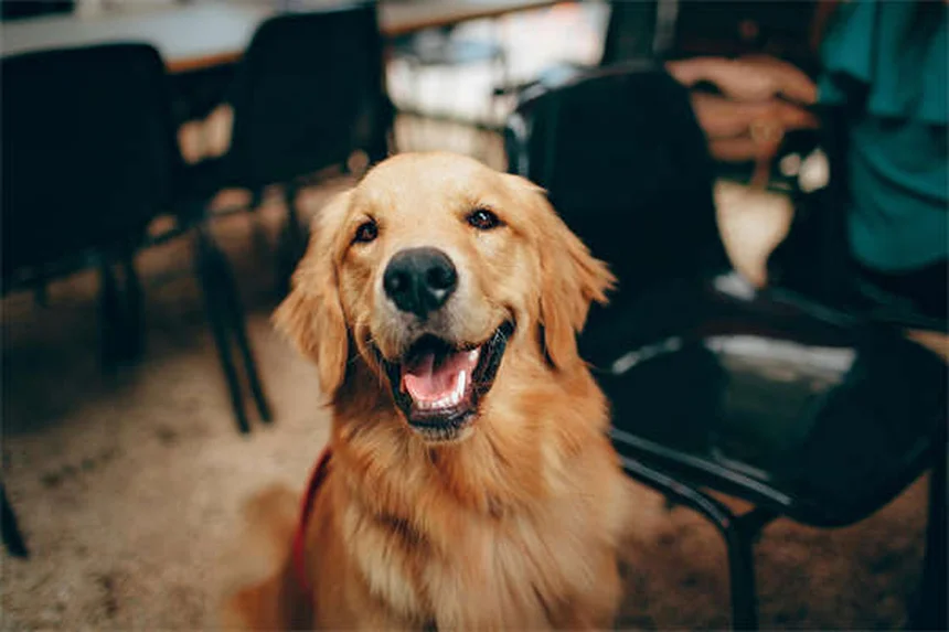 Protéger son chien du sel de déneigement : 5 solutions efficaces