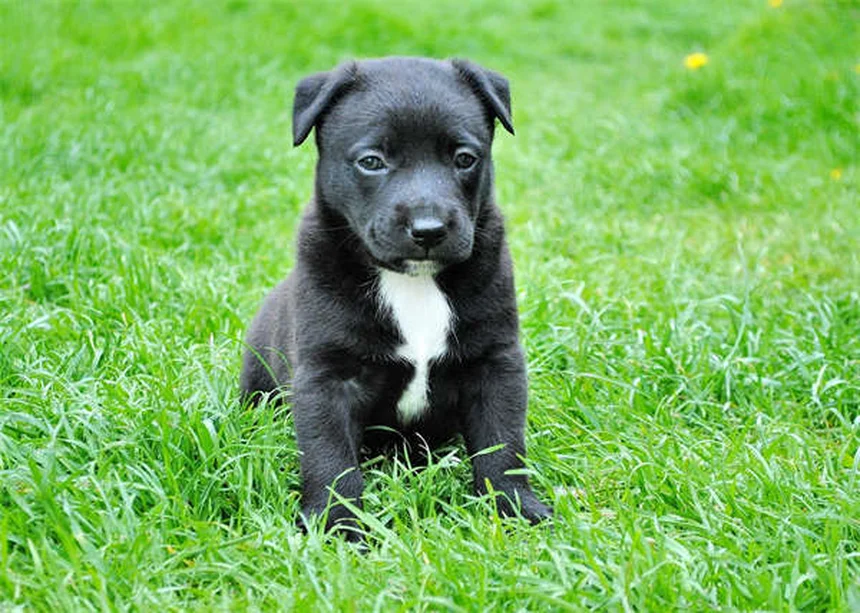 Protéger son chien du sel de déneigement : 5 solutions efficaces