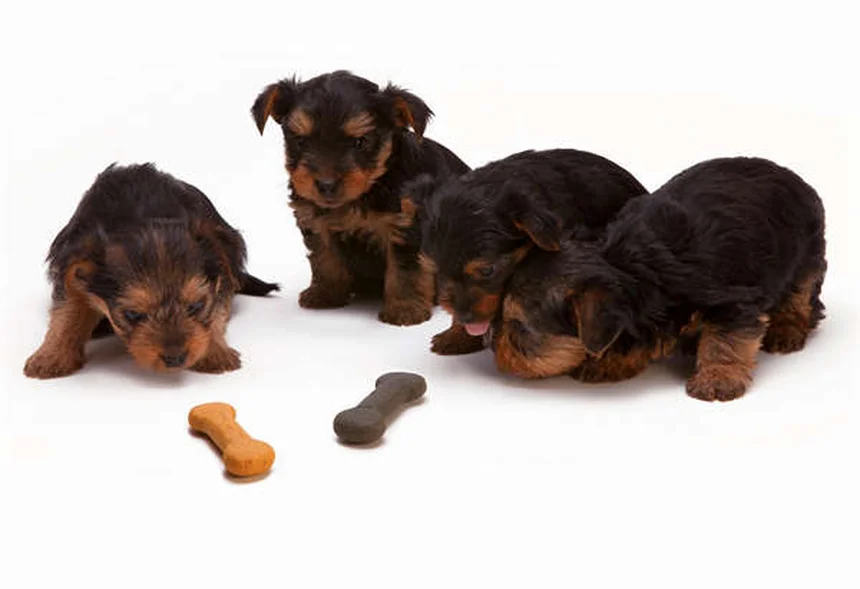 Mon animal a-t-il le blues hivernal ? Décryptage du TAS chez nos compagnons