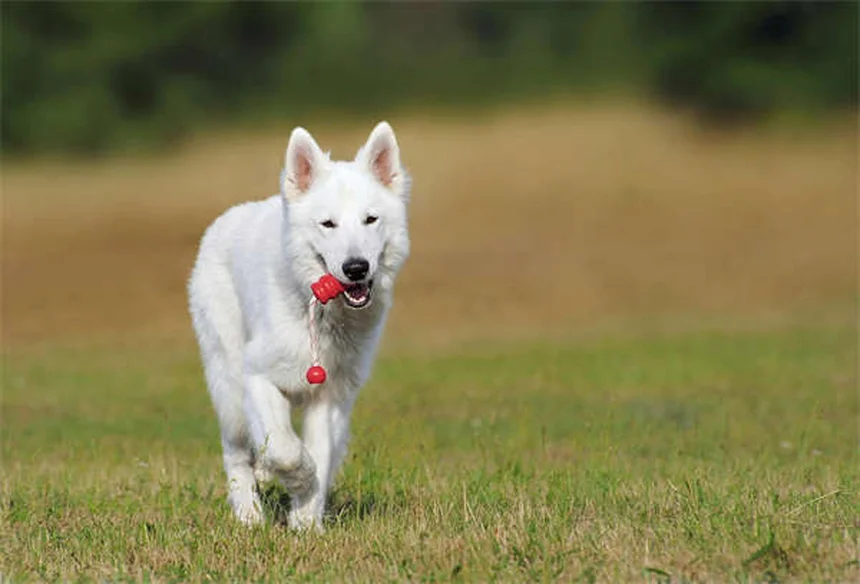 Mon animal a-t-il le blues hivernal ? Décryptage du TAS chez nos compagnons