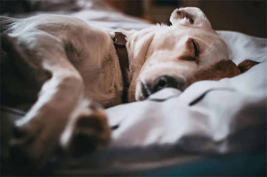 10 astuces pour voyager avec son animal en toute sécurité