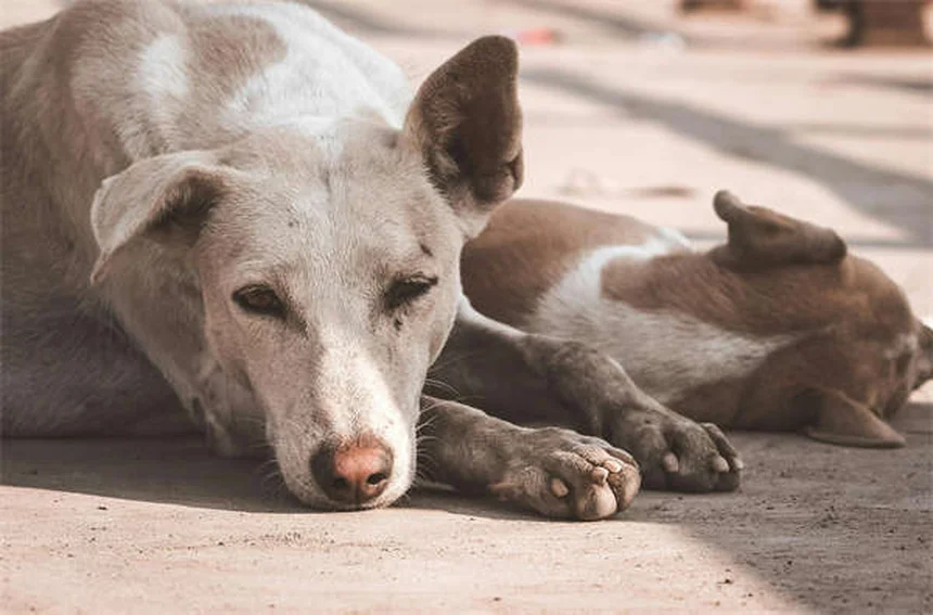 10 astuces pour voyager avec son animal en toute sécurité