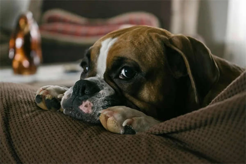 10 astuces pour voyager avec son animal en toute sécurité