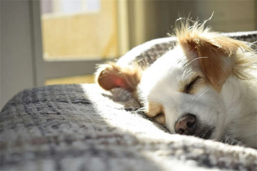 10 astuces pour voyager avec son animal en toute sécurité