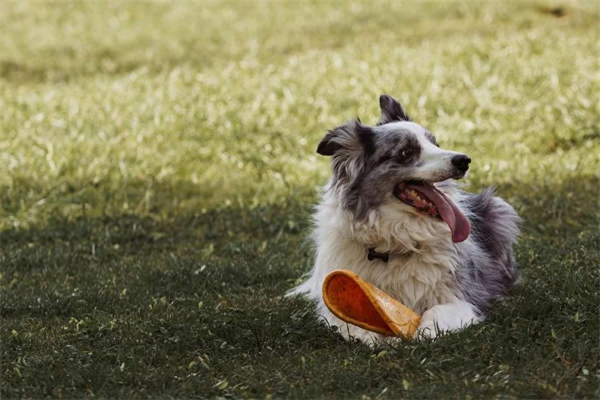 5 astuces pour nettoyer les crottes de chien sans risque
