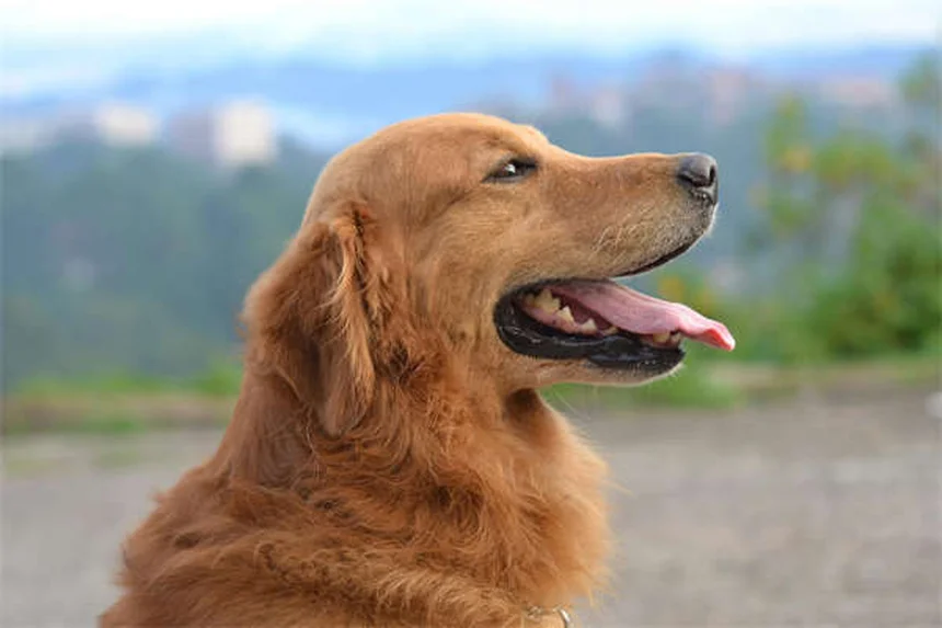 Mauvaise haleine du chien : 5 causes surprenantes et solutions efficaces