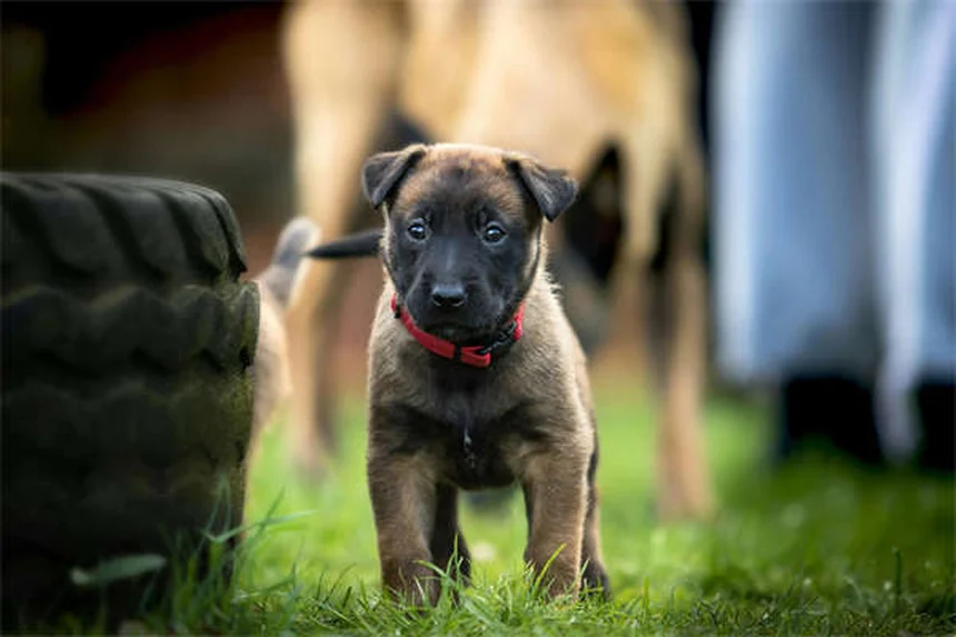 Sarcome des tissus mous chez le chien : symptômes, traitement et pronostic