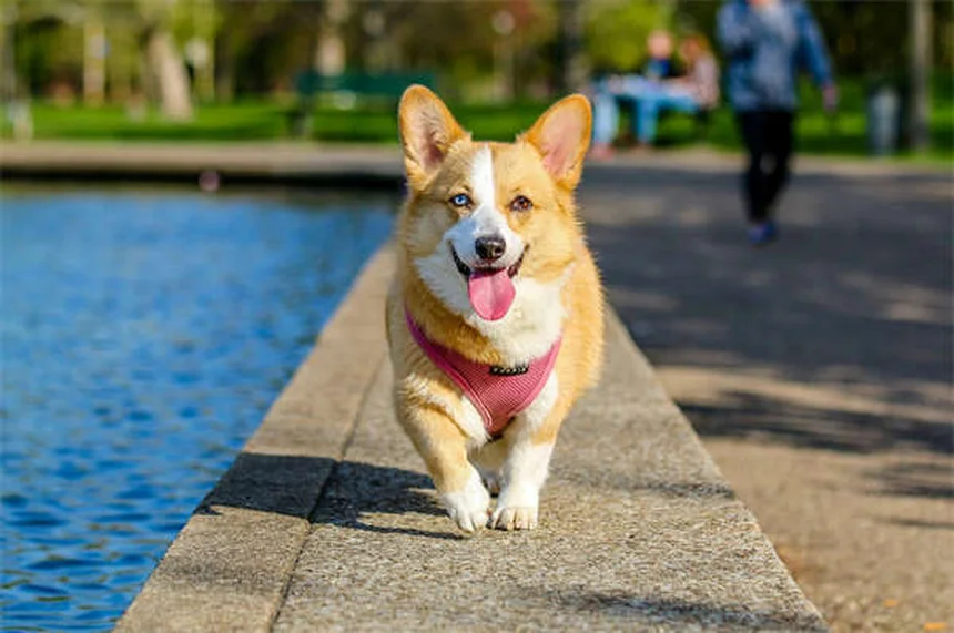 Prévention vers du cœur : 3 traitements efficaces pour ton animal