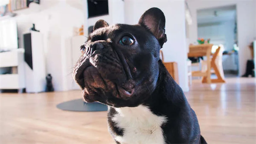 Fièvre chez le chien : symptômes et solutions pour ton toutou