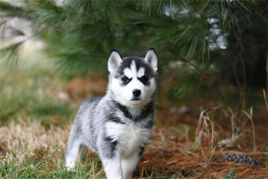 Mon chiot ne grossit pas : 5 solutions efficaces pour y remédier