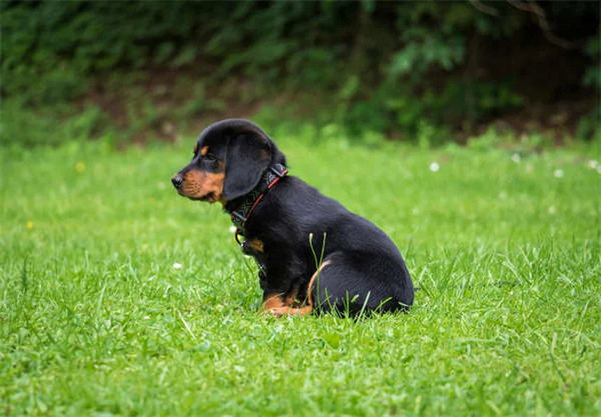 Mon chiot ne grossit pas : 5 solutions efficaces pour y remédier
