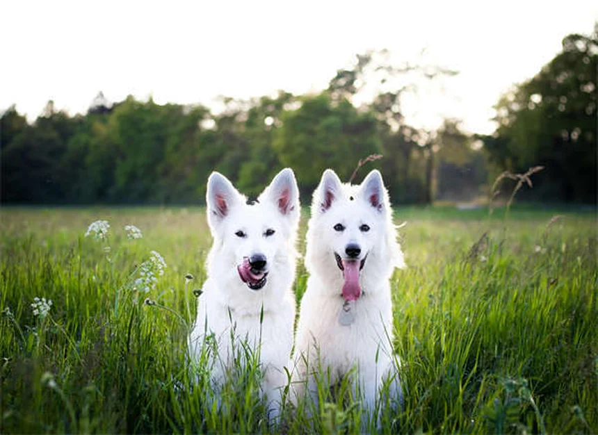 Bromure de potassium pour chiens : le guide complet pour traiter l'épilepsie canine