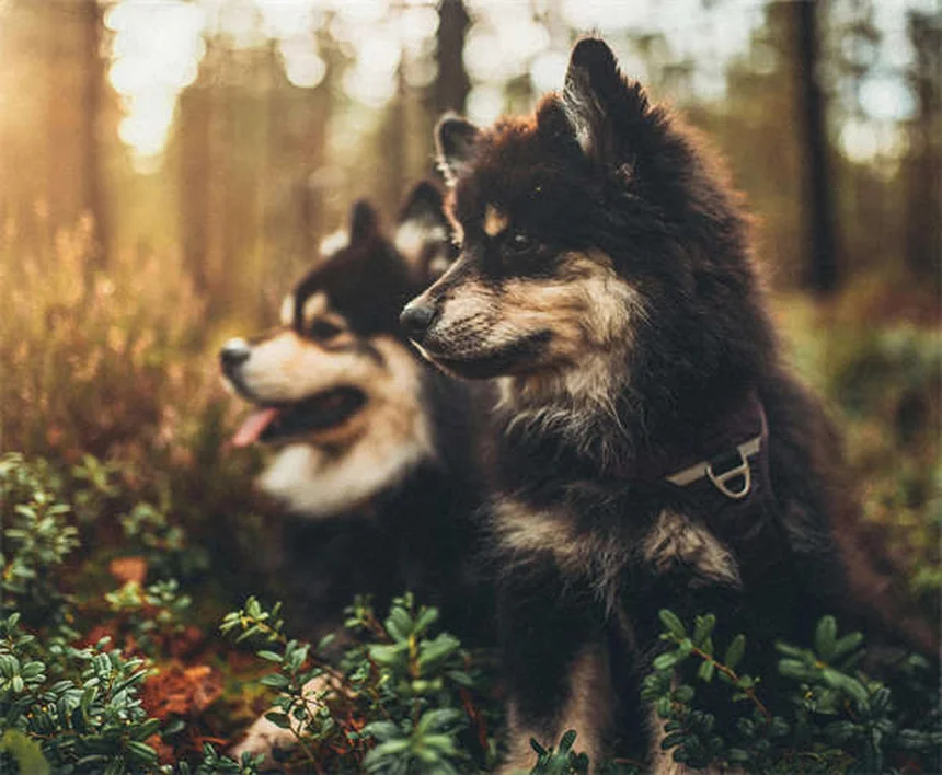 Capstar pour chiens : Le traitement anti-puces ultra-rapide sans ordonnance