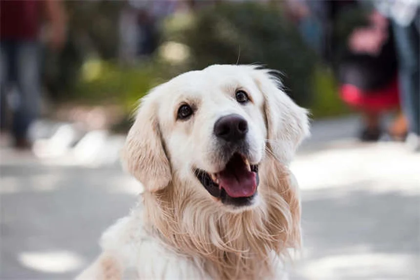Capstar pour chiens : Le traitement anti-puces ultra-rapide sans ordonnance