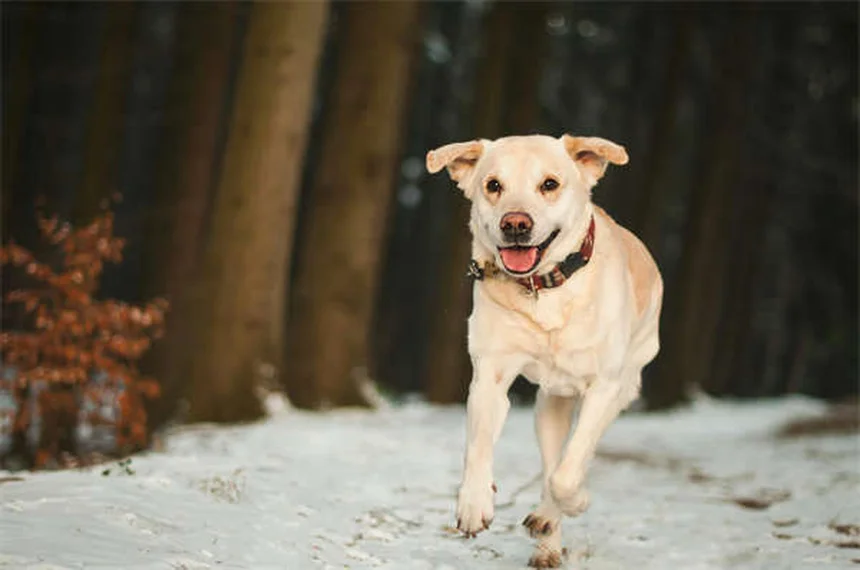 Problèmes de comportement chez les animaux : solutions efficaces