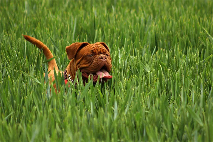 Protéger son chien sous la pluie : 5 dangers à connaître absolument