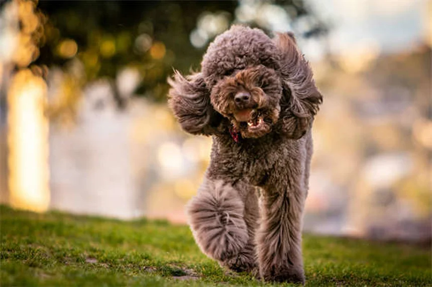 Protéger son chien sous la pluie : 5 dangers à connaître absolument