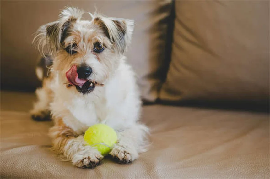Protéger son chat ou chien contre les puces et tiques : le guide complet