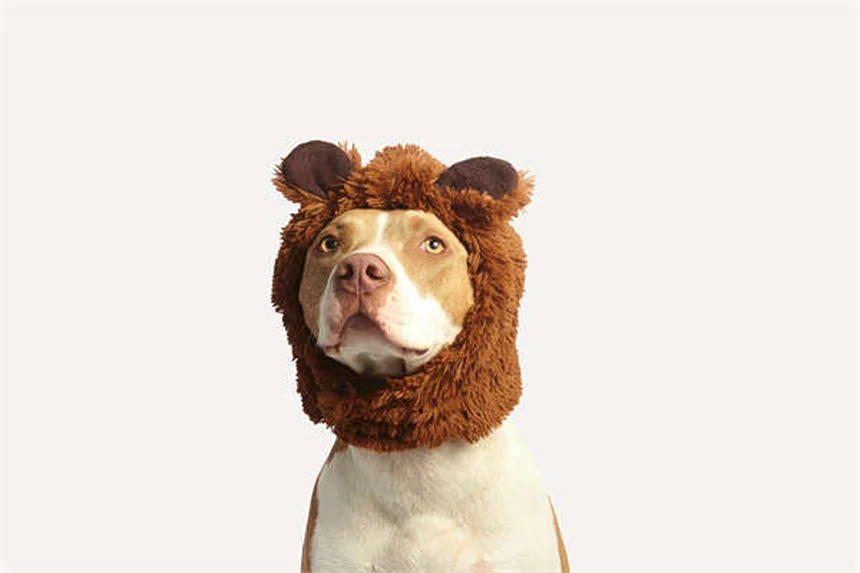 Comment savoir quand euthanasier son chien ? 5 signes qui ne trompent pas
