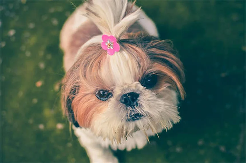 Comment décrypter le langage corporel de votre chien ? 5 signes à connaître